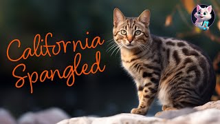 California Spangled: The Star-Studded Feline with a Playful Spirit by Kitty Cat Magic 8 views 6 months ago 39 seconds