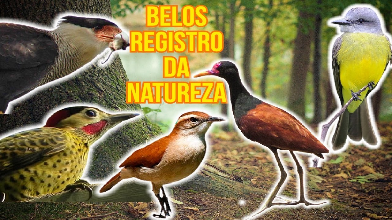 Registro De Pássaros e Aves AO VIVO, Livres !, image size:1280x720