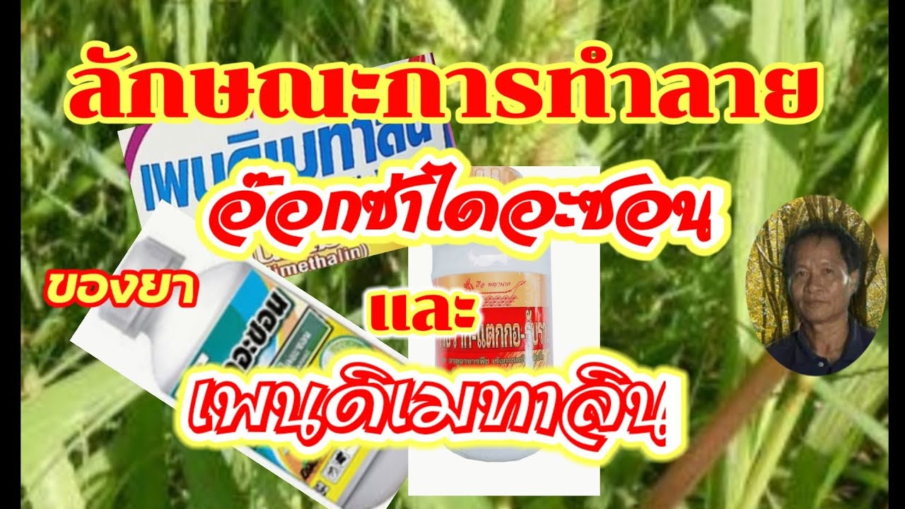 การทำลายหญ้าของอ๊อกซ่าไดอะซอน