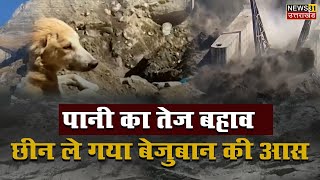 Uttarakhand Dam Burst : इस बेजुबान को भी है अपनों का इंतज़ार || Chamoli Aapda || News 31 Uttarakhand