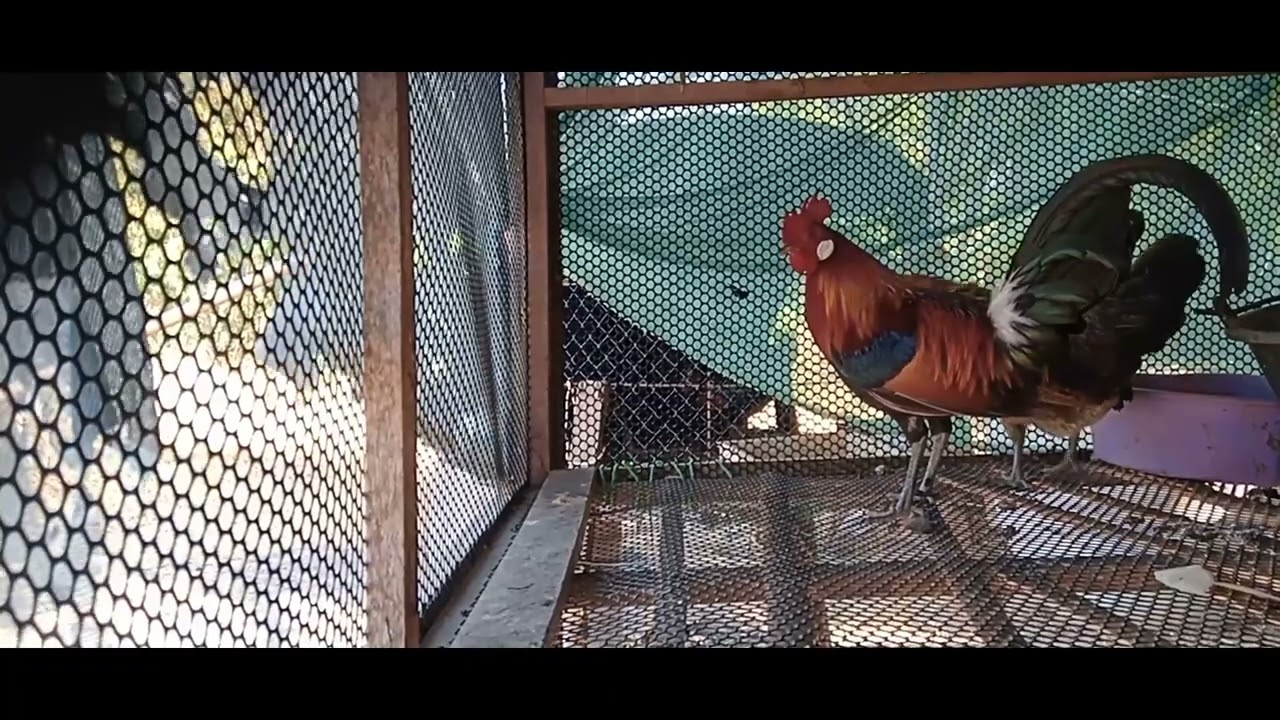 วิธี.ผสมไก่ป่ากับไก่ต่อ.ทำแบบไหนคลิบนี้มีคำตอบติดตามคับผม