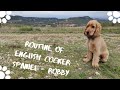 Try not to laugh - Life with Golden English Cocker Spaniel - Robby の動画、YouTube動画。
