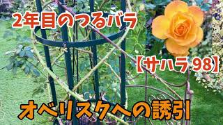 つるバラ【サハラ 98】オベリスクへの誘引 - YouTube