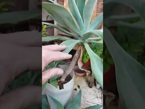   اجاف اتنيواتا اجاف انطوانا