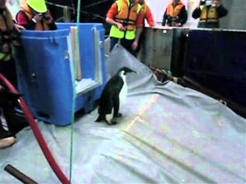 Vídeo: Pinguim Da Nova Zelândia é Encontrado Na Austrália Preparado Para Voltar Para Casa