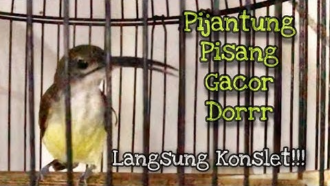 Langsung Mbeset!! Pijantung Pisang Gacor Dor Full Nyerecet Emosi Durasi Panjang | Kicau Tembak