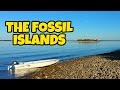 Exploring tiny florida islands for fossils  fossil hunting in the gulf of mexico