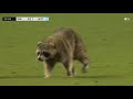 Raccoon scurries on field at Philadelphia Union match
