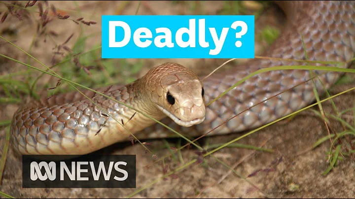 Does Australia have the most venomous creatures in...