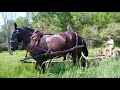 HORSE SURGERY UPDATE: It's not looking good for Earl!! // Clipping Around Fenceposts