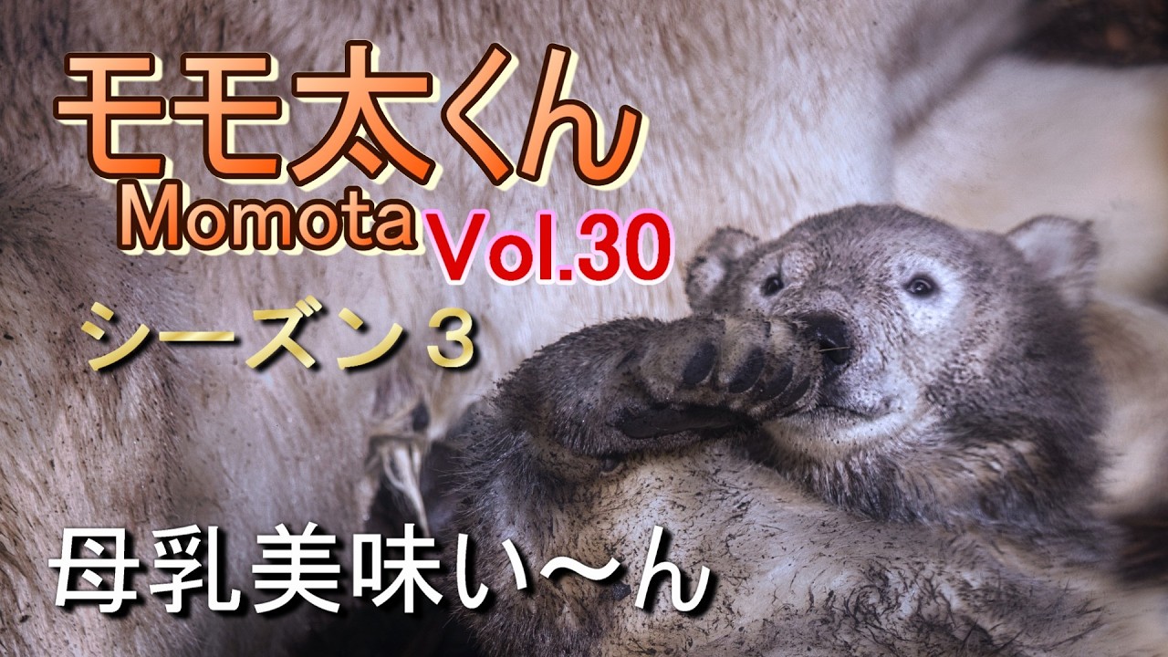 モモ太くん 30 (シーズン3) ~男鹿水族館GAO~【A polar bear cub