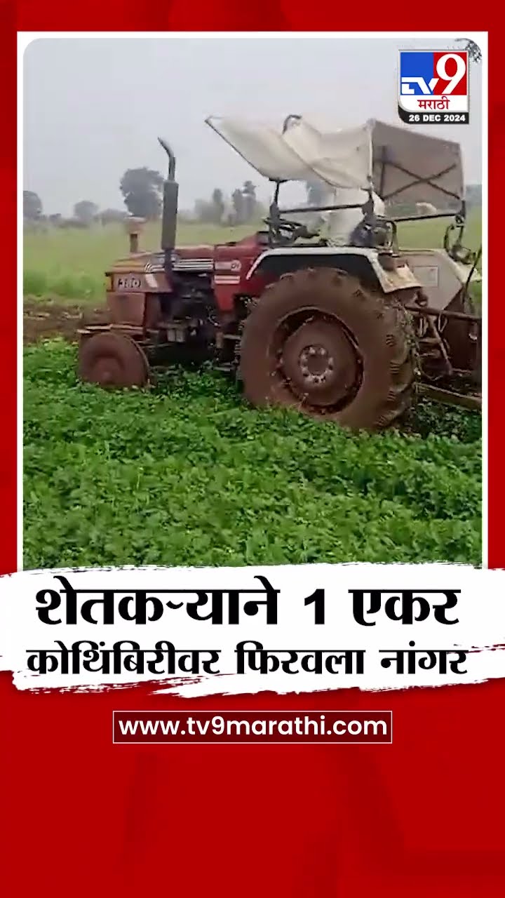 Nashik मध्ये कोथिंबीरचे दर कोसळले, संतप्त शेतकऱ्याने चक्क 1 एकर कोथिंबिरीवर फिरवला नांगर|