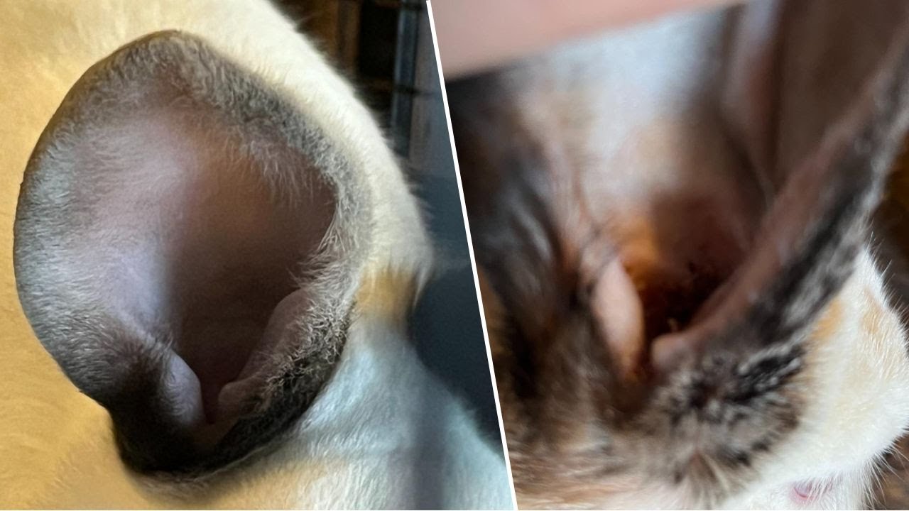 Ear Mite Scab & Canker: What it Is and What to Do - YouTube