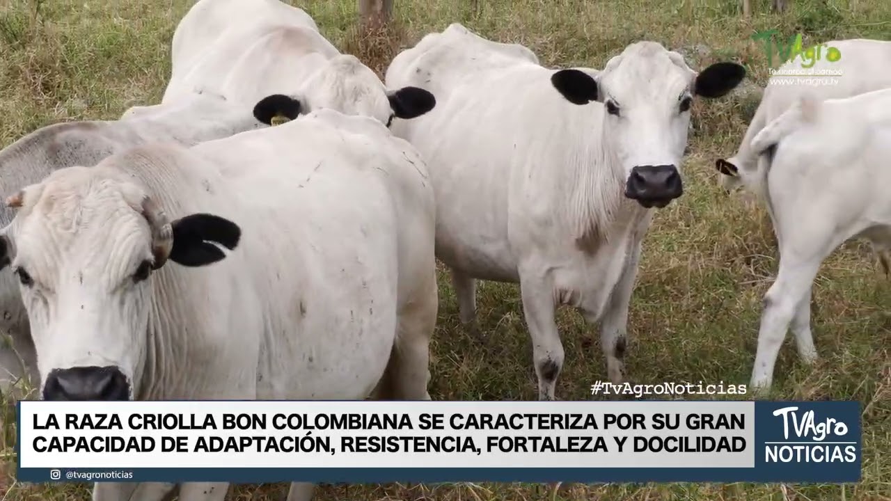 Razas criollas bon🐂