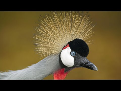 Video: Grulla coronada. ¿Cómo es esta ave y dónde vive?