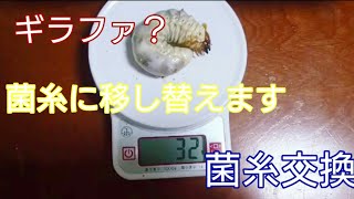 【グダグダ】ギラファの菌糸交換