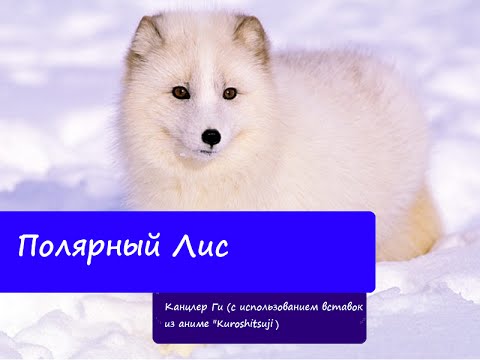 Канцлер Ги Полярный Лис