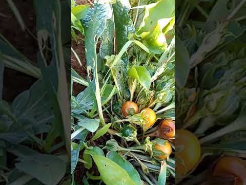 فيديو: معلومات عن نبات Mandragora: هل هناك أنواع مختلفة من نباتات Mandrake