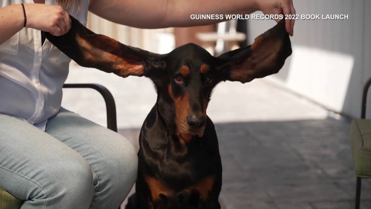 Dog With Longest Ears Is 2022 Guinness World Record Holder YouTube