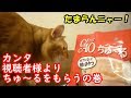 茶トラ猫カンタ、視聴者様からチュールをプレゼントされるの巻【ほしい物リスト】