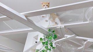 【さばちゃん48】子猫が冒険してハラハラします