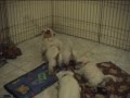 Rubber chicken vs westie puppies