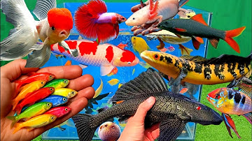 Tổng hợp các video cá cảnh đẹp, vịt, vịt con, cá koi, cá trê, cá vàng oranda, cá chép panda