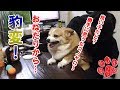 おねだり→じらす→キレる【コーギーチロ】