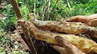 THE BEST TECHNIQUE to get SWEET POTATOES from the HILL by yourself✅