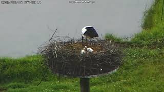 Nest of Oriental White Storks, Toyooka, Japan 2024/06/05