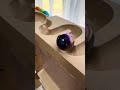 Crazy Marble Run ☆ HABA Wooden Wave Course #3