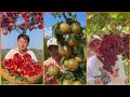 Eat fruit in the garden #16| Thăm vườn hoa quả| makan buah di kebun | mangiare la frutta in giardino