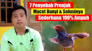Cara Mengatasi Prenjak Macet Bunyi || Cara Mengatasi Burung Prenjak Macet Bunyi