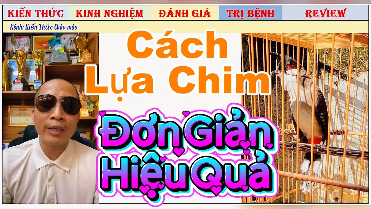 Tìm Chào mào khó với 4 tiêu chí thì nên lựa chọn Chim với Biểu Hiện như thế nào?