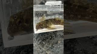 Another blenny! #fishing #viral #fypシ