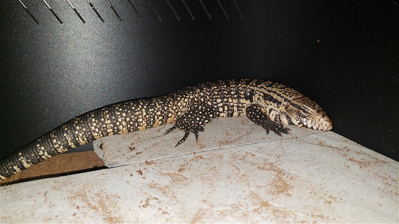 New Tegu Tank Setup!!! Moving on up! Argentine Black And White Tegu