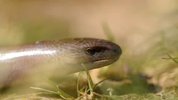 Est-ce que les orvets sont dangereux ?