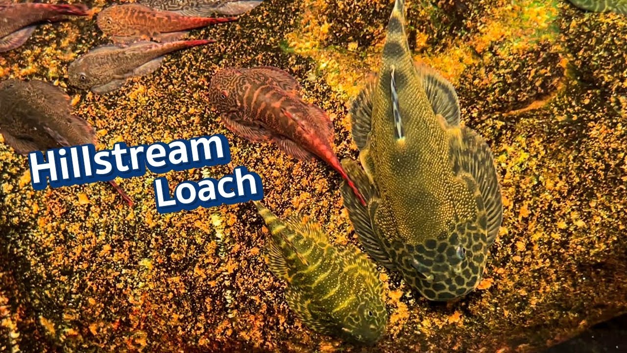 ปลาผีเสื้อ ปลาบู่แคระ เกรดคัดสีสวยๆ ร้าน Premium Aqua Shop