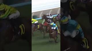 7 | 12 | CASA OF HONOR | M F Poon #Poon #Horse #Racing #Sport #Results #賽馬結果 #马會 #油管 #赛马结果