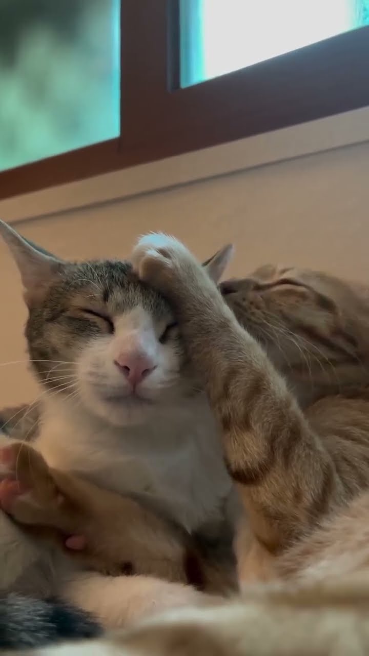 Top des vidéos très mignon