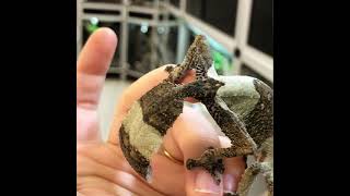 Uroplatus henkeli - Gecko à queue de feuille Le couple vidéo