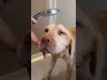 ２回目のシャワー、浴びたよ☀️#保護犬 #保護犬との暮らし #ラブラドール #ラブラドールレトリバー #愛犬 #dogshorts #dog #dogrescue #labrador