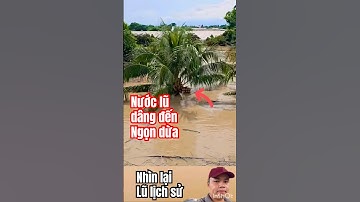 Nước lũ đến ngọn cây dừa, thương bà con nông dân #vietnam #viralvideo #trending