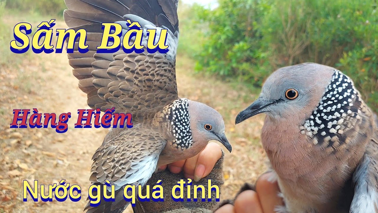 Siêu Phẩm Sấm Bầu.clip 581 | một chú bổi hiếm.Cu Gáy Nguyễn Quân