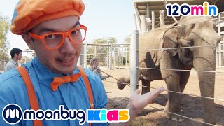 Blippi Visits San Diego Zoo  |Animals for Kids |Animal Cartoons |Funny Cartoons |Learn about Animals