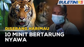 DISERANG HARIMAU | Trauma Bertarung Nyawa, Bergelut Dengan Harimau