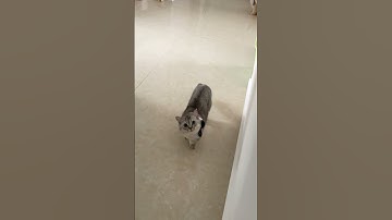 Red Light, Green Light！ #catsoftiktok #catgames #pets #funnycats