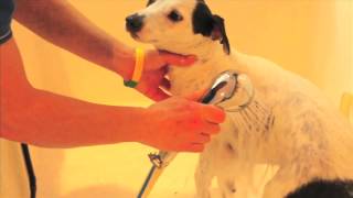 PetO DIY Dog Wash