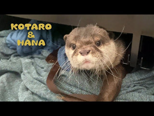 カワウソコタローとハナ　2019年最後！これがコタハナの１日　Otter Kotaro&Hana A Day In the Life