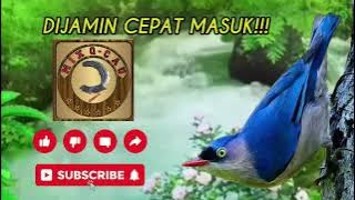 RAMBATAN PARUH MERAH   SUARA AIR || DIJAMIN CEPAT MASUK || BUKTIKAN!!!